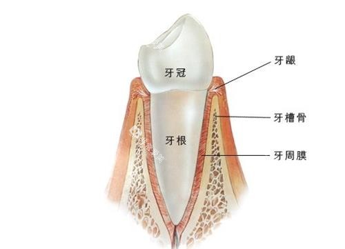 牙根的位置