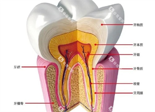 牙齿疼是什么造成的