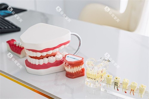 牙齿模型图 牙齿模型图