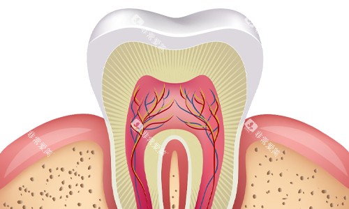 牙齿横剖面展示