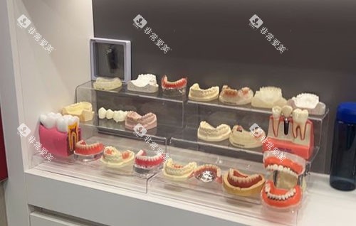 广州夕阳红口腔牙齿模型展示图