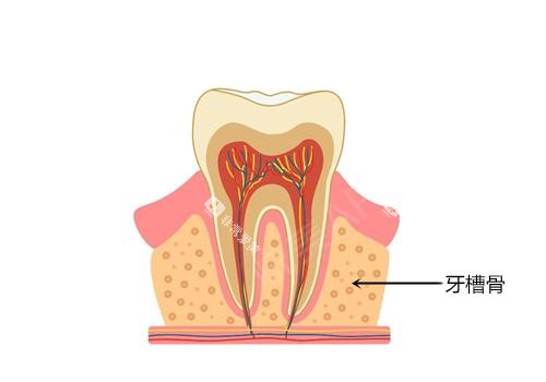 牙槽骨示意图 牙槽骨示意图