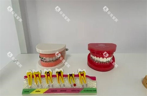 汕尾陆丰莱恩口腔模型展示