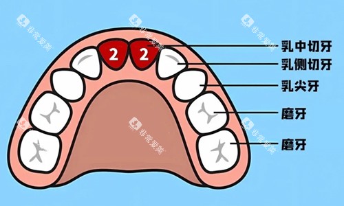 乳牙牙位展示 乳牙牙位展示