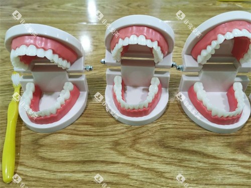 三个牙齿模型示意图