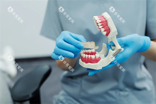 牙齿的模型